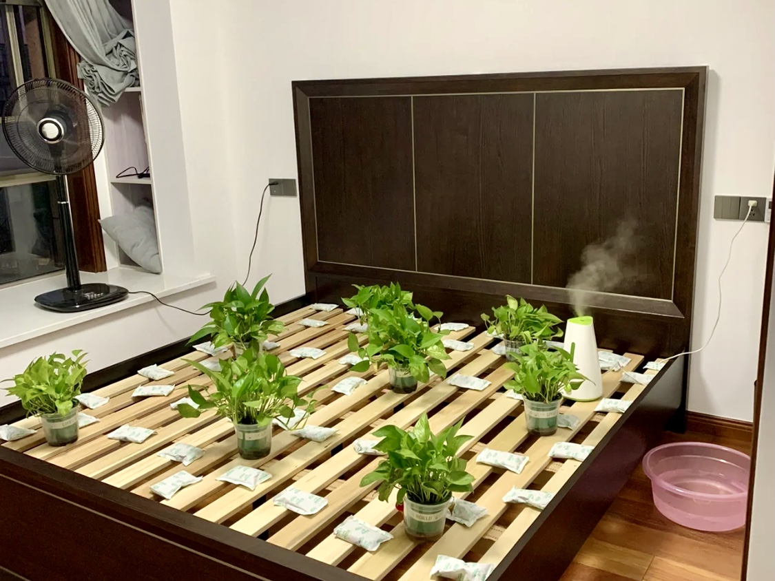 绿植炭包除甲醛